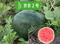 京农2号