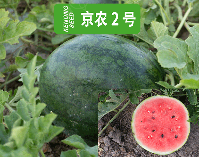 京农2号_01.gif