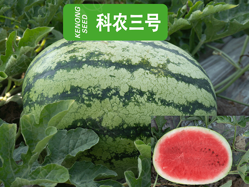 科农三号_01.gif